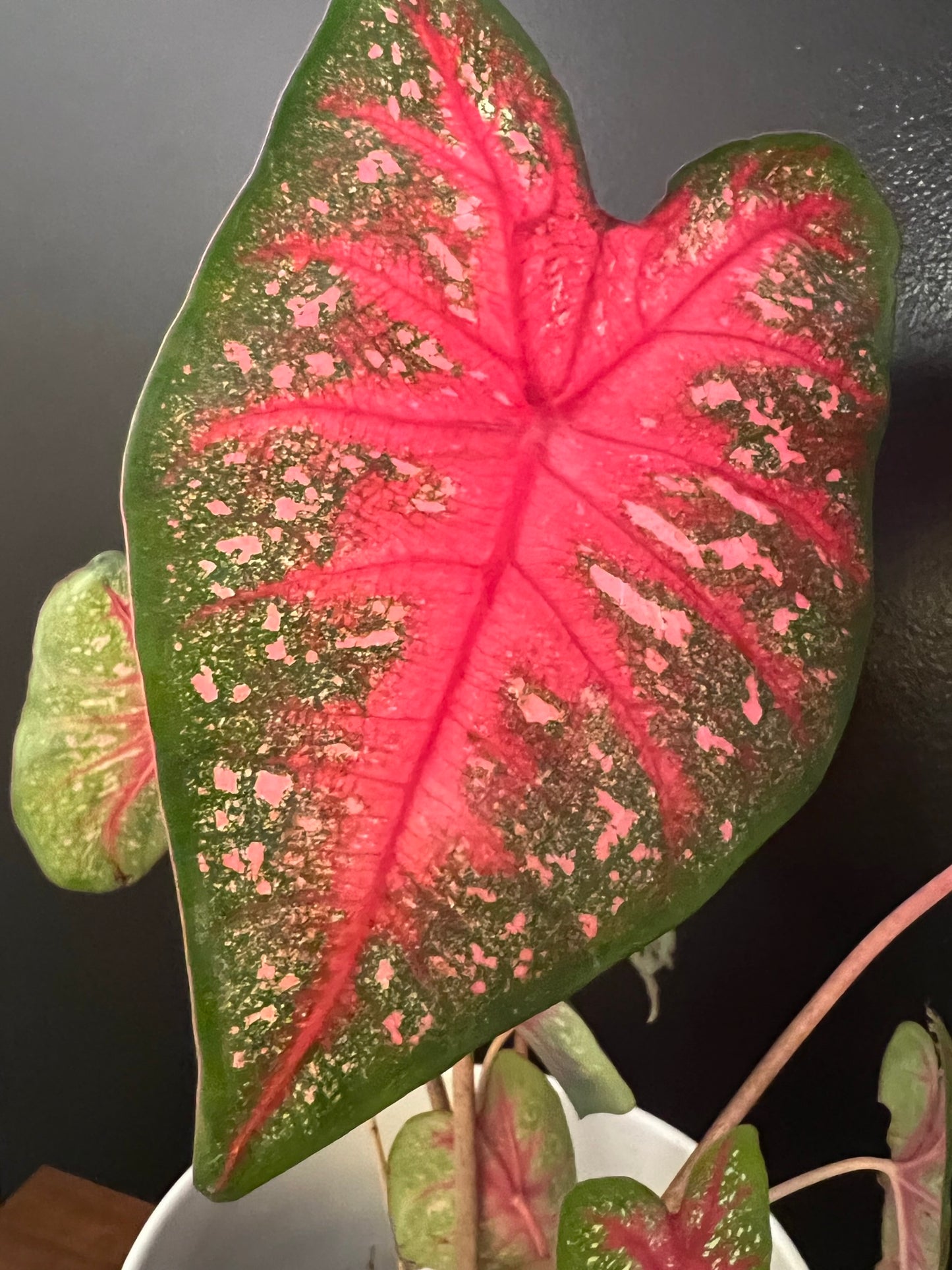 Radiance Caladium (2 bulbs) - Preorder ** Preorder for Spring 2024 ** - Blue Buddha Farm