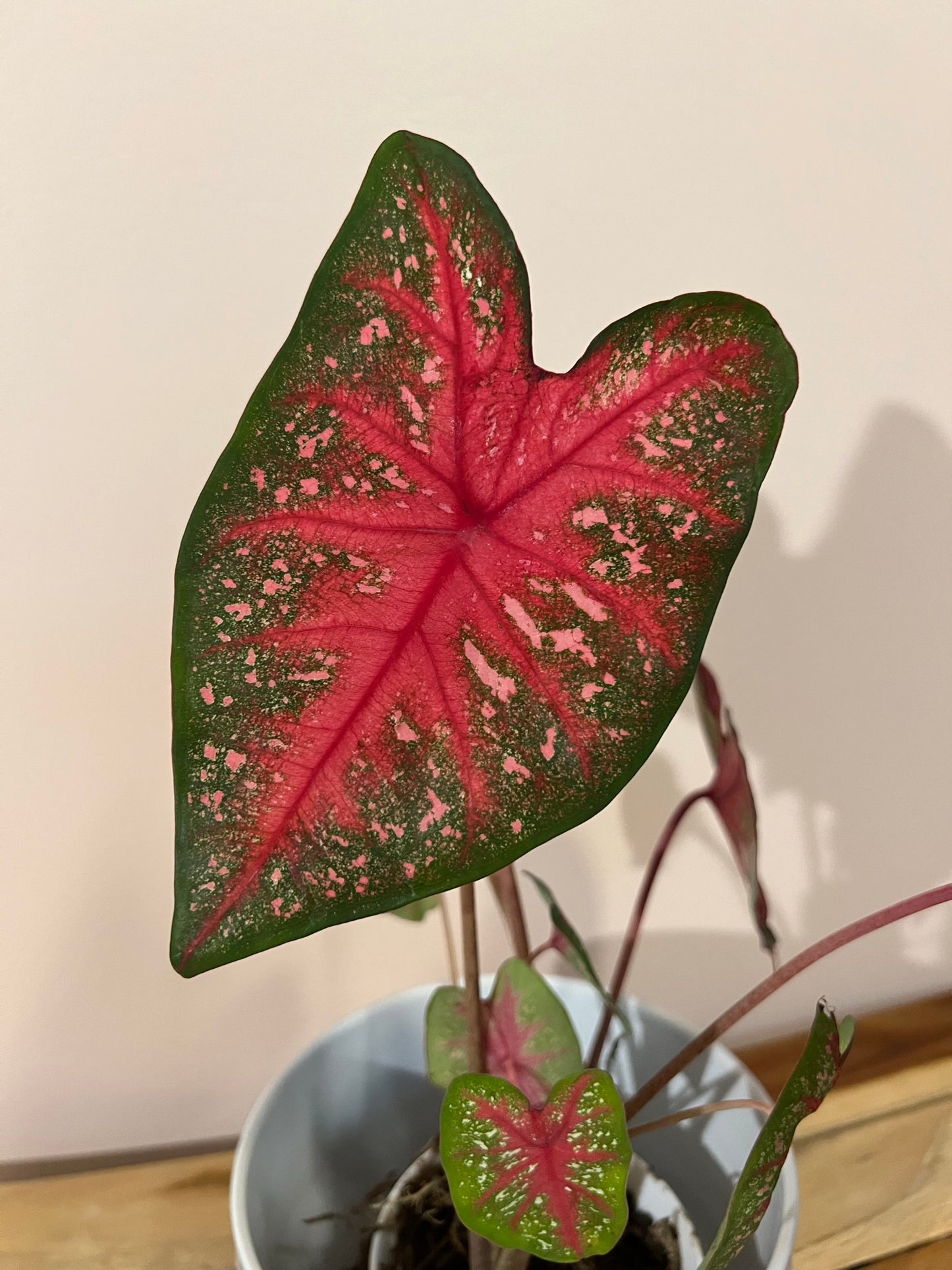 Radiance Caladium (2 bulbs) - Preorder ** Preorder for Spring 2024 ** - Blue Buddha Farm