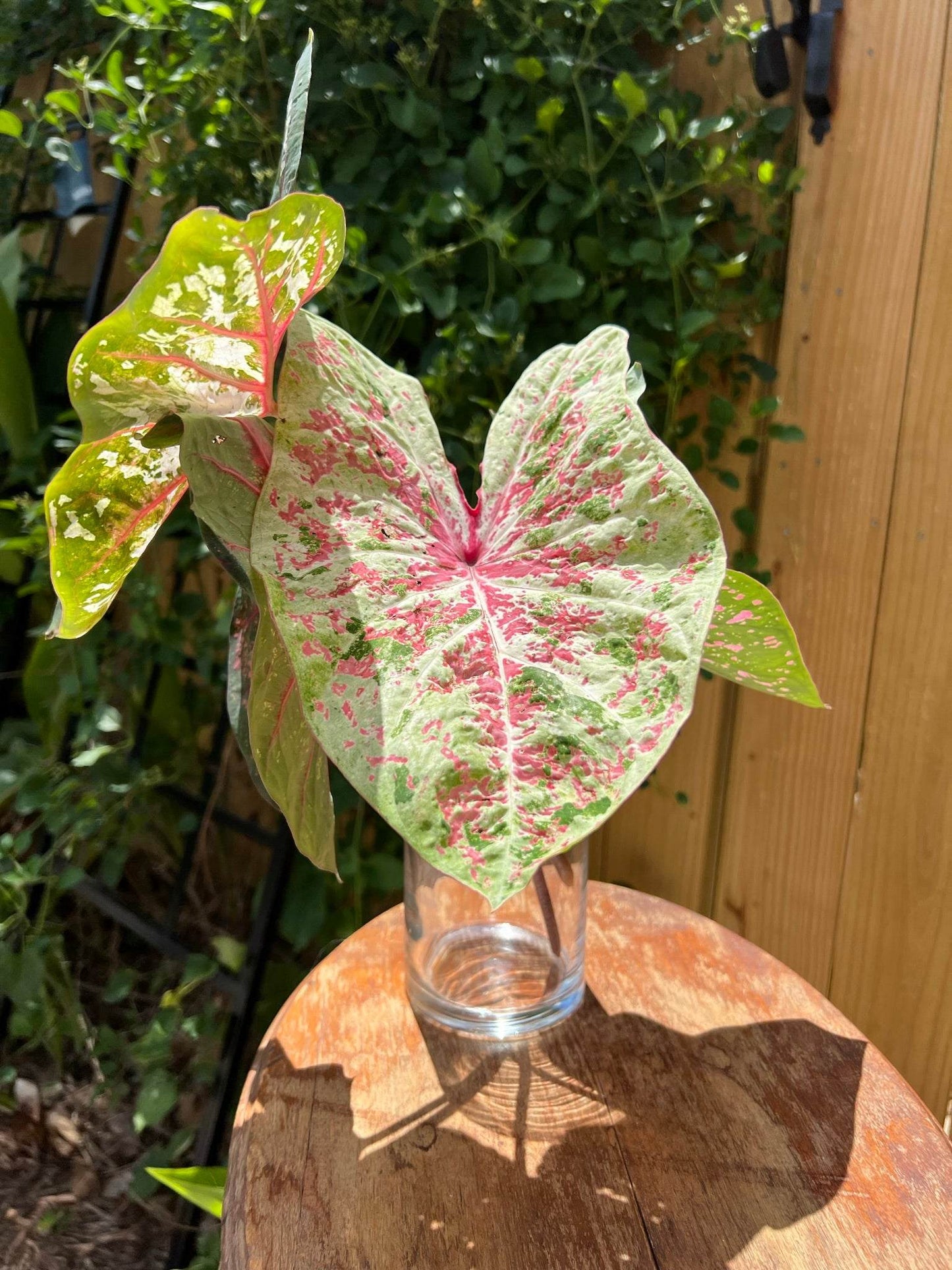 'Seafoam Pink' Caladium – Gentle Hues of Yellow and Pink (2 Bulbs) - Blue Buddha Farm