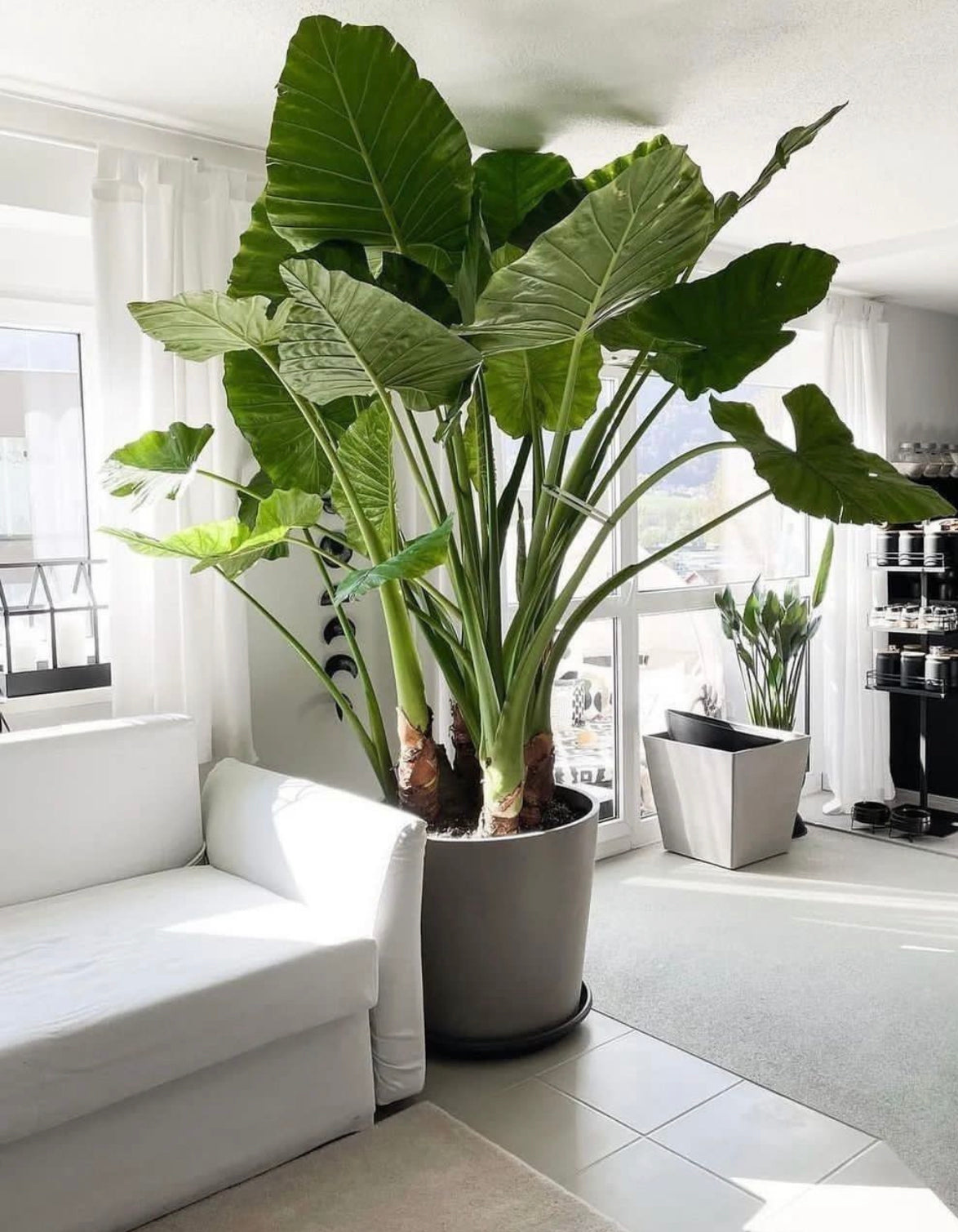 elephant ear plant photos Upright Alocasia Odora Elephant Ear Bulb (Size 5/7)