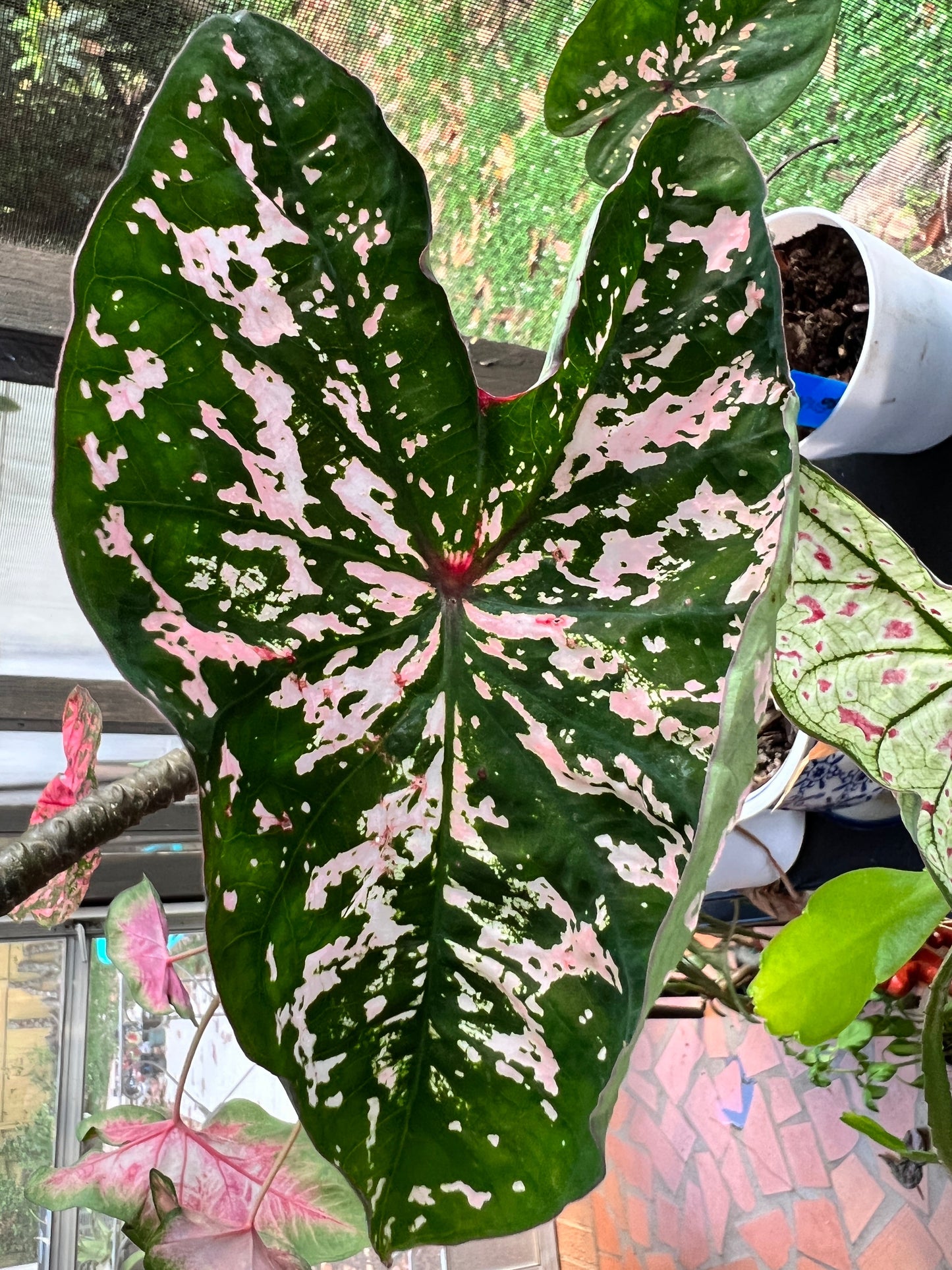 'Florida Elise' Caladium – Shimmering Pink Splendor (2 Bulbs) - Blue Buddha Farm