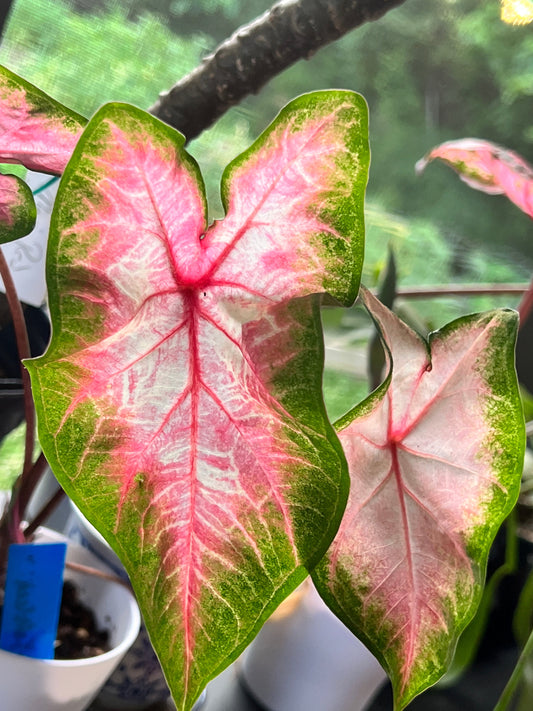 'Kathleen' Caladium – Translucent Salmon Elegance (2 Bulbs) - Blue Buddha Farm