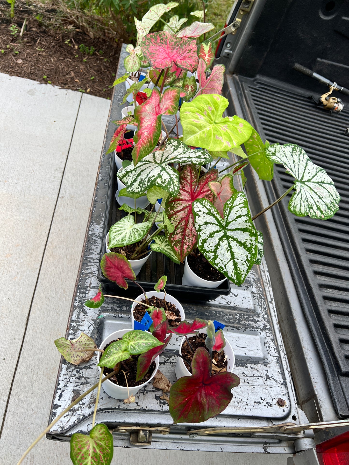 HAPPY 2024 Caladium Mix (Mixed Variety 20 Bulbs) - Blue Buddha Farm