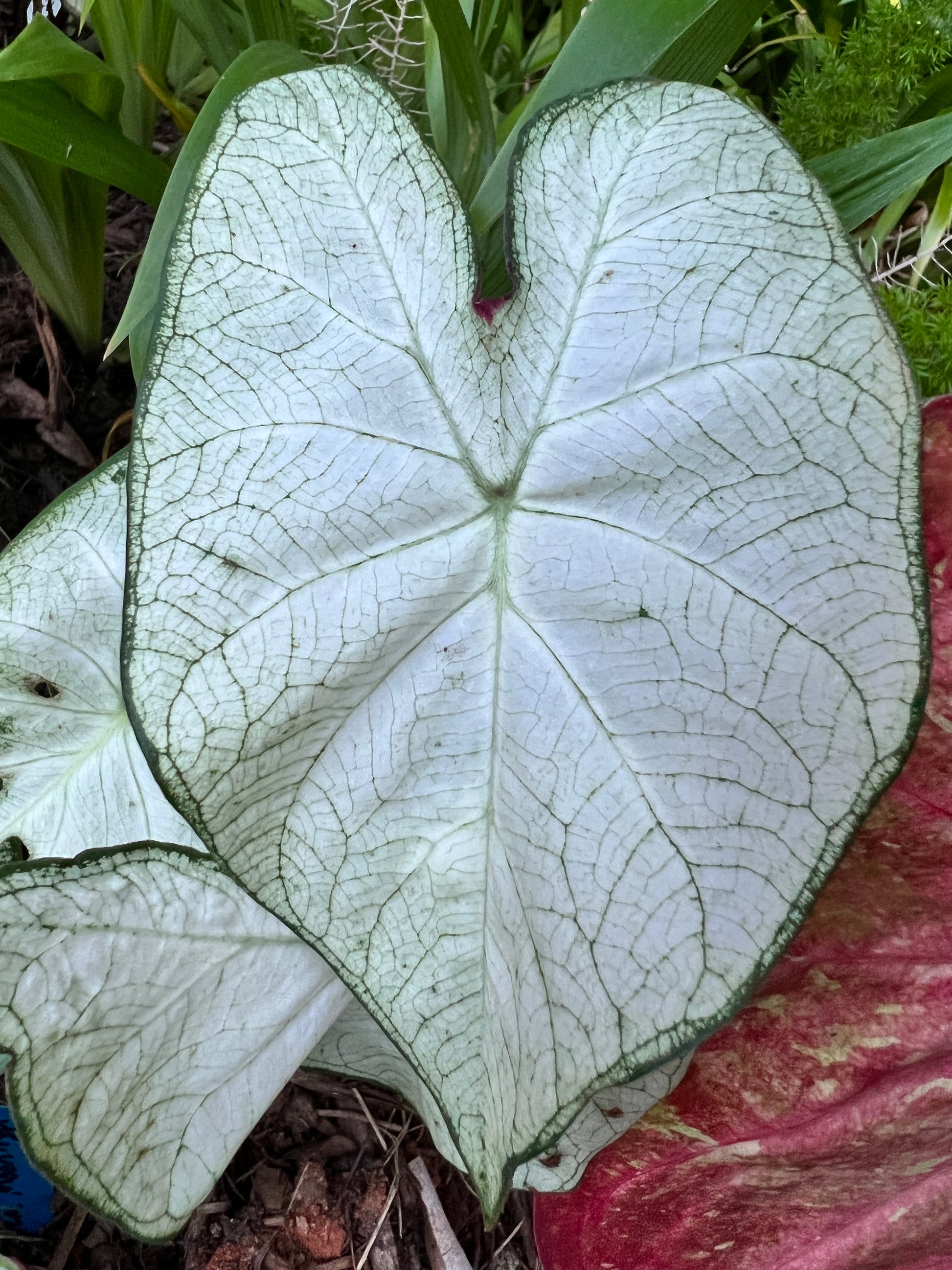 'Florida Moonlight' Caladium – Ethereal White Splendor (2 Bulbs) - Blue Buddha Farm