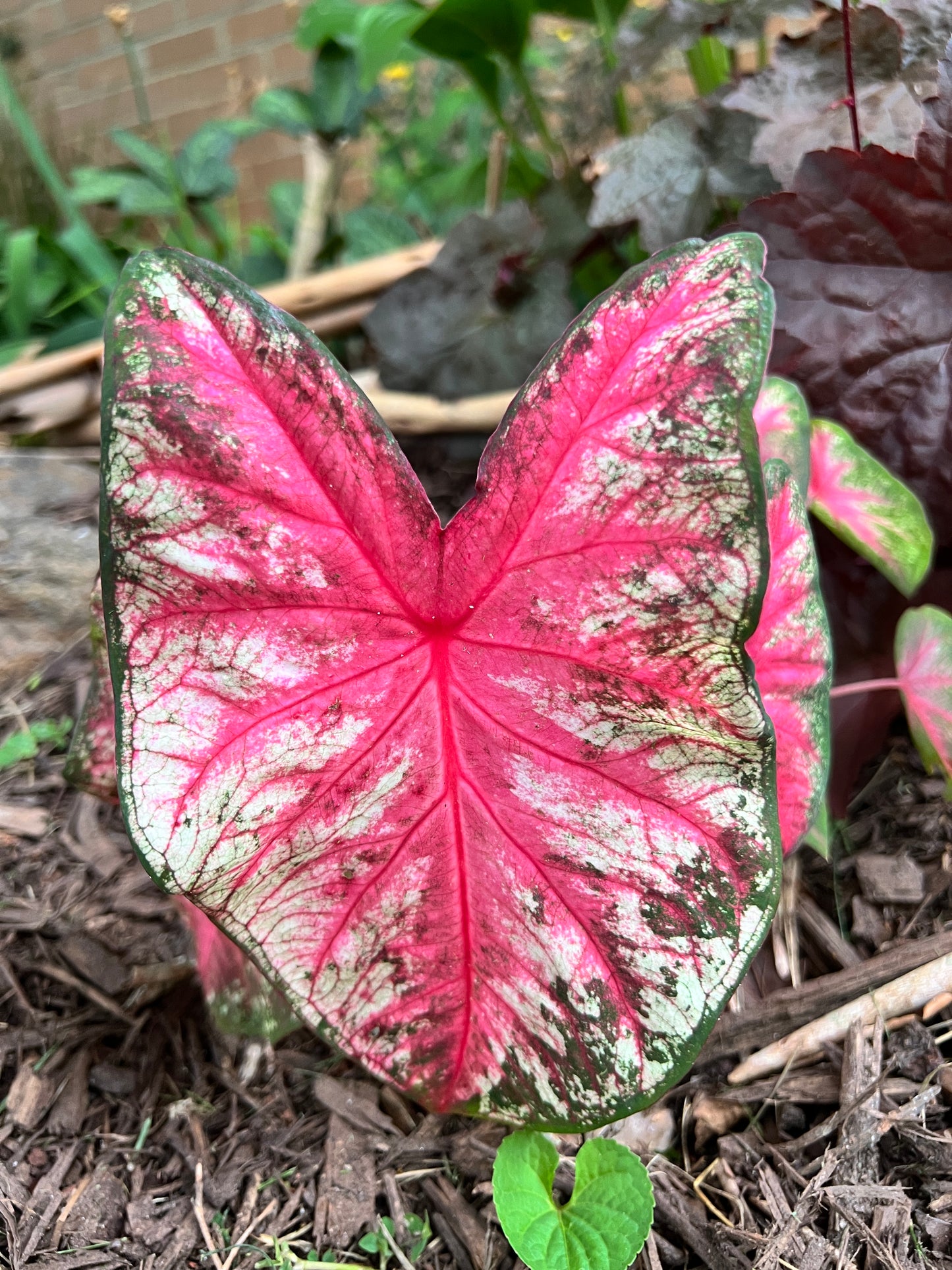 Summer Breeze Caladium (2 Bulbs) ** Preorder for Spring 2024 ** - Blue Buddha Farm