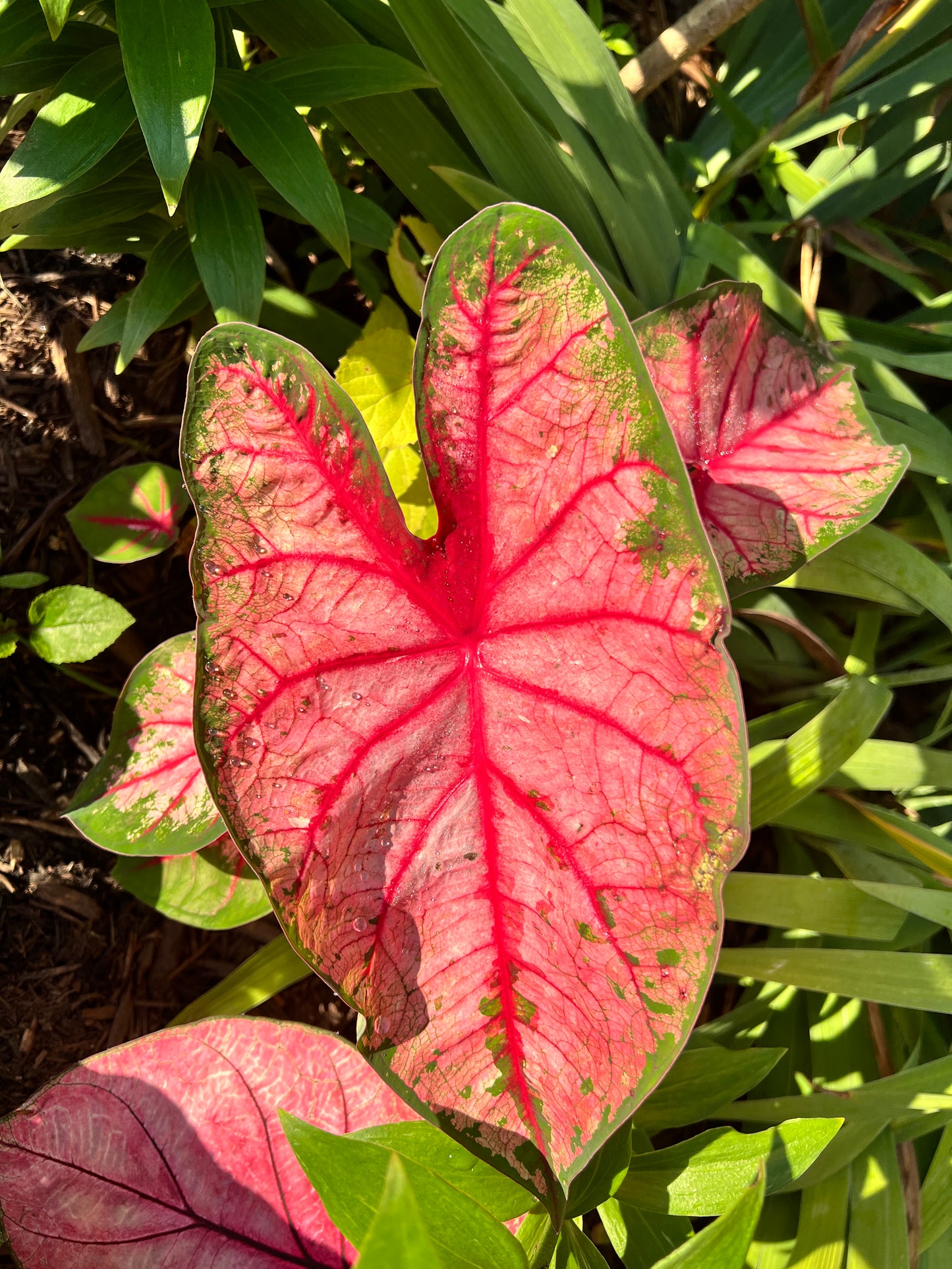 'Apple Blossom' Caladium – Whimsical Pink Splendor (2 Bulbs) - Blue Buddha Farm