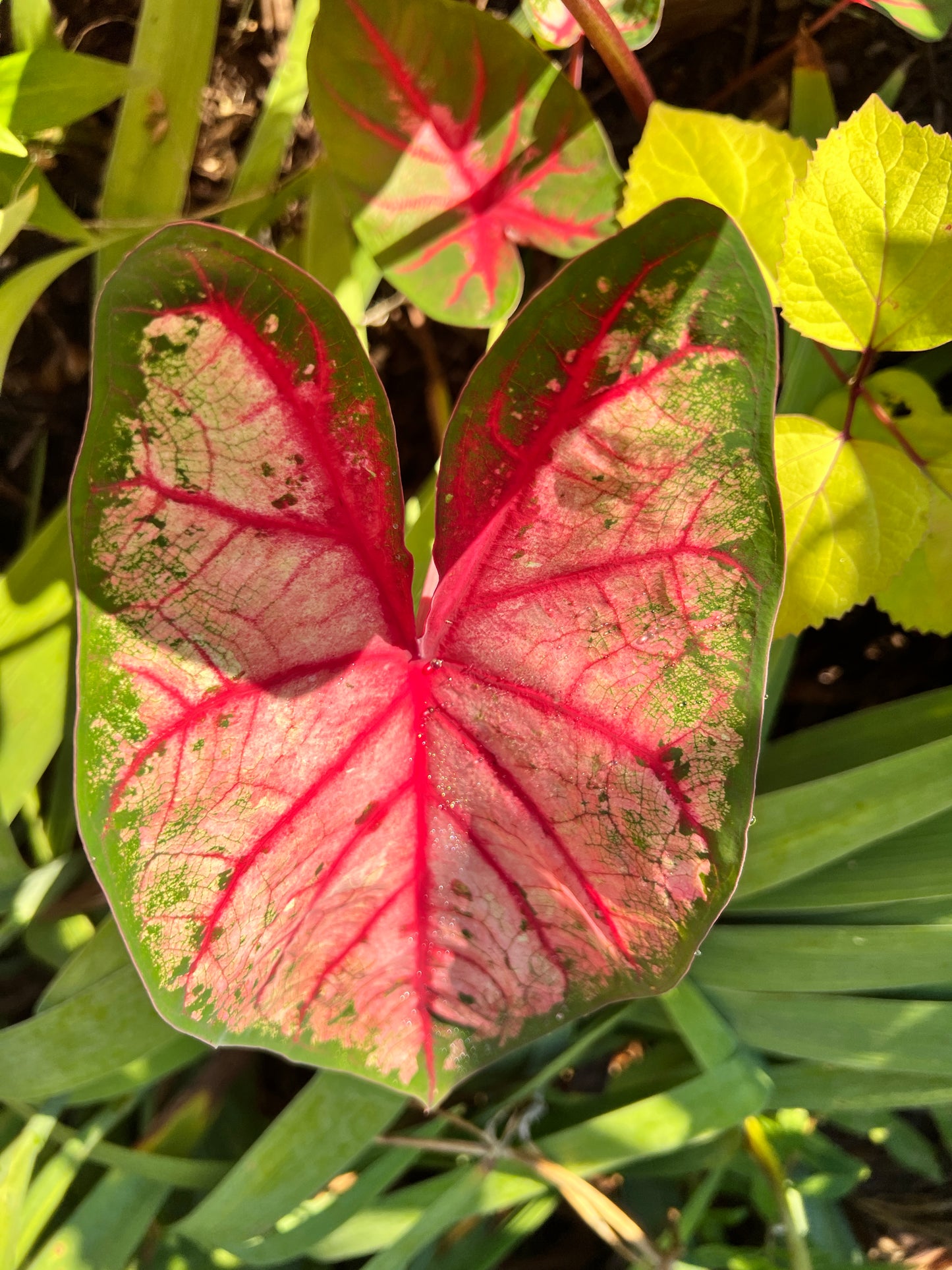 'Apple Blossom' Caladium – Whimsical Pink Splendor (2 Bulbs) - Blue Buddha Farm