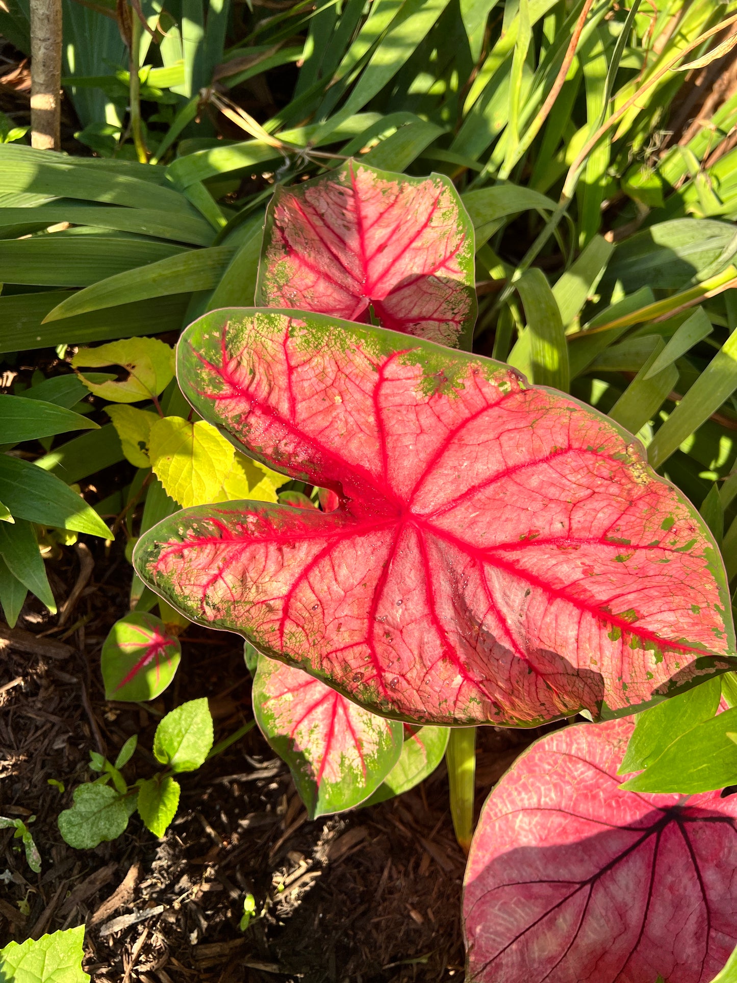 'Apple Blossom' Caladium – Whimsical Pink Splendor (2 Bulbs) - Blue Buddha Farm
