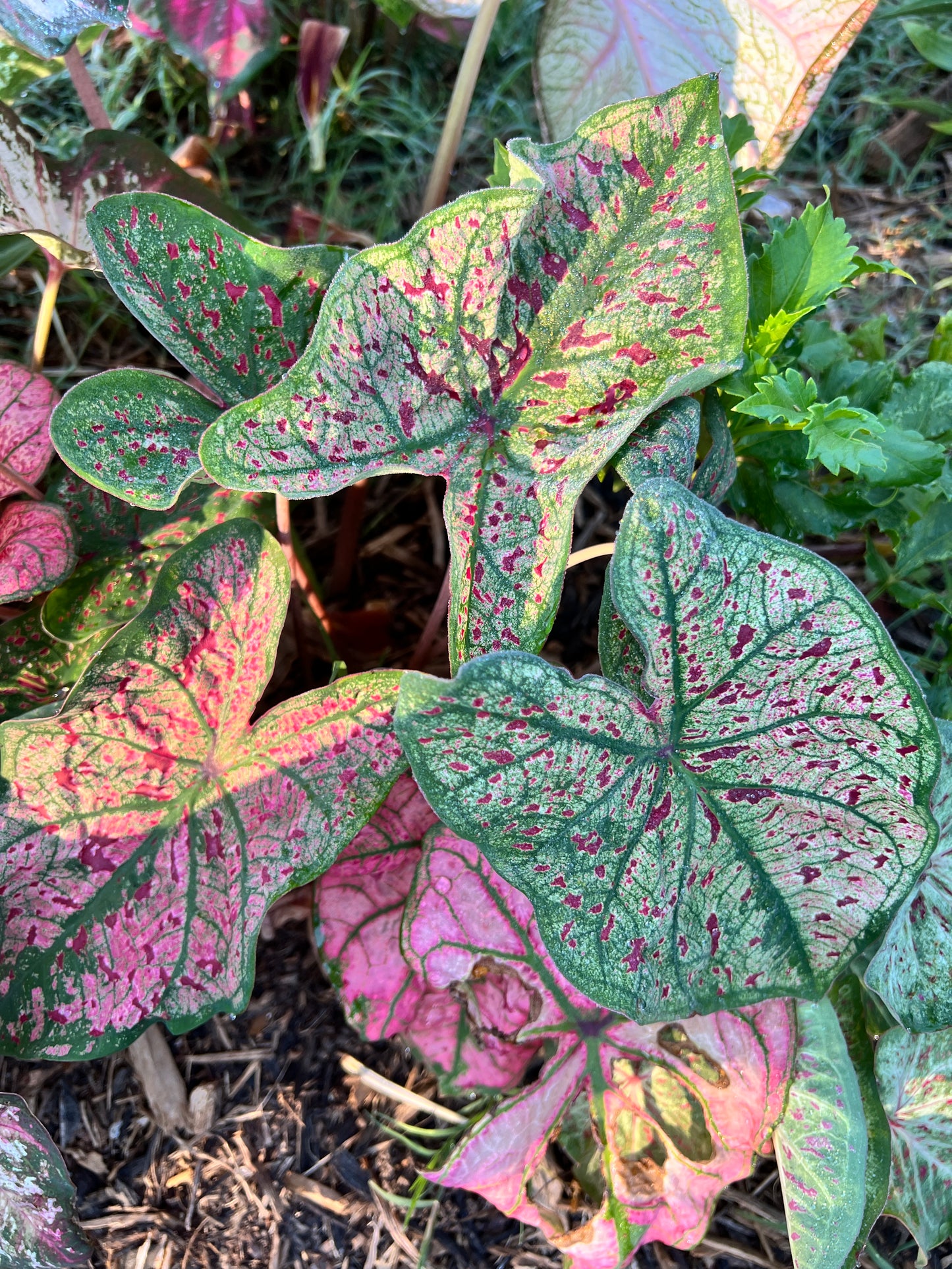 'Spicy Lizard' Caladium – Exotic Foliage with a Twist (2 Bulbs) - Blue Buddha Farm