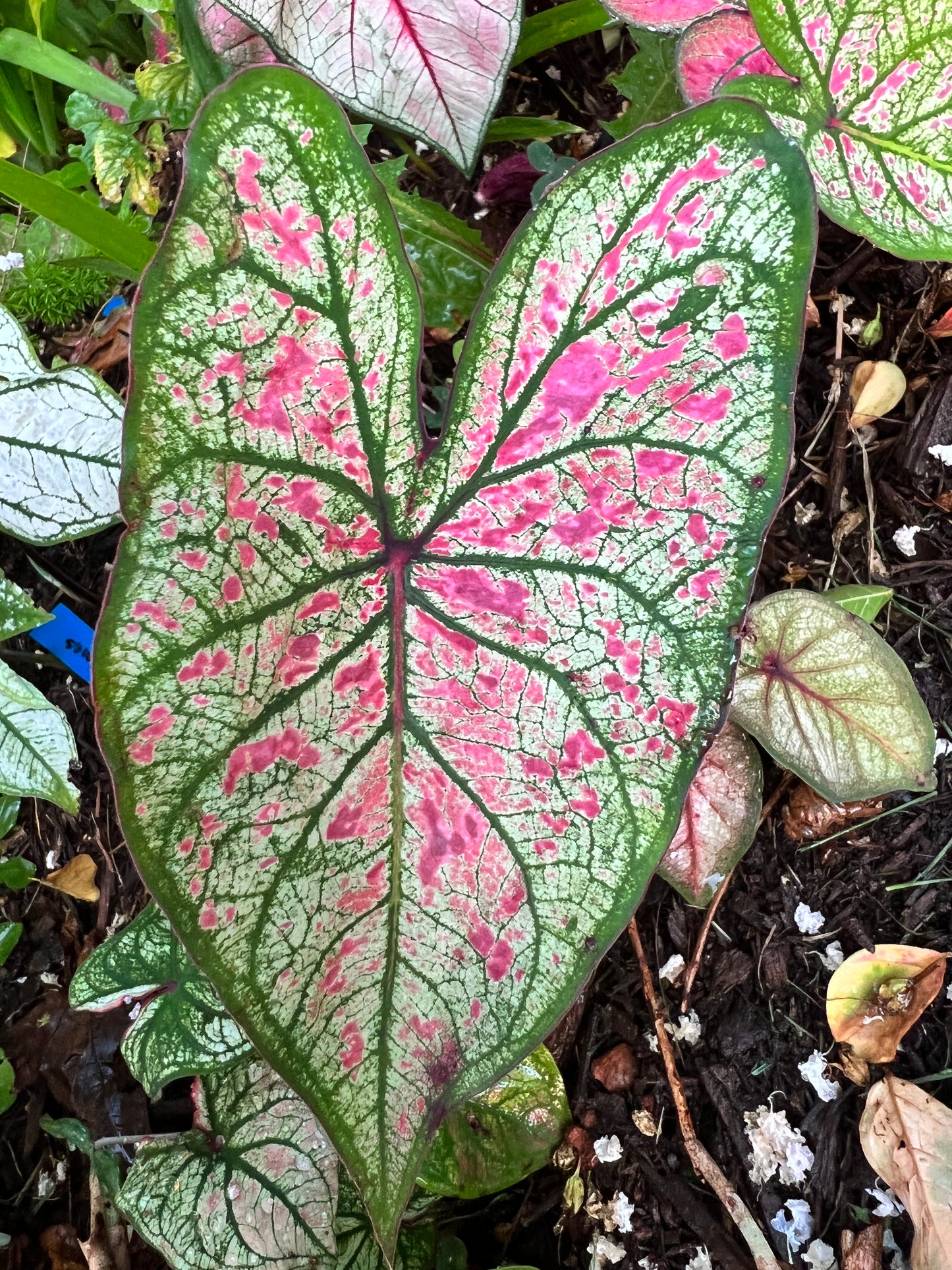 'Pink Illusion' Caladium – Boutique Pink Splashes (2 Bulbs) - Blue Buddha Farm