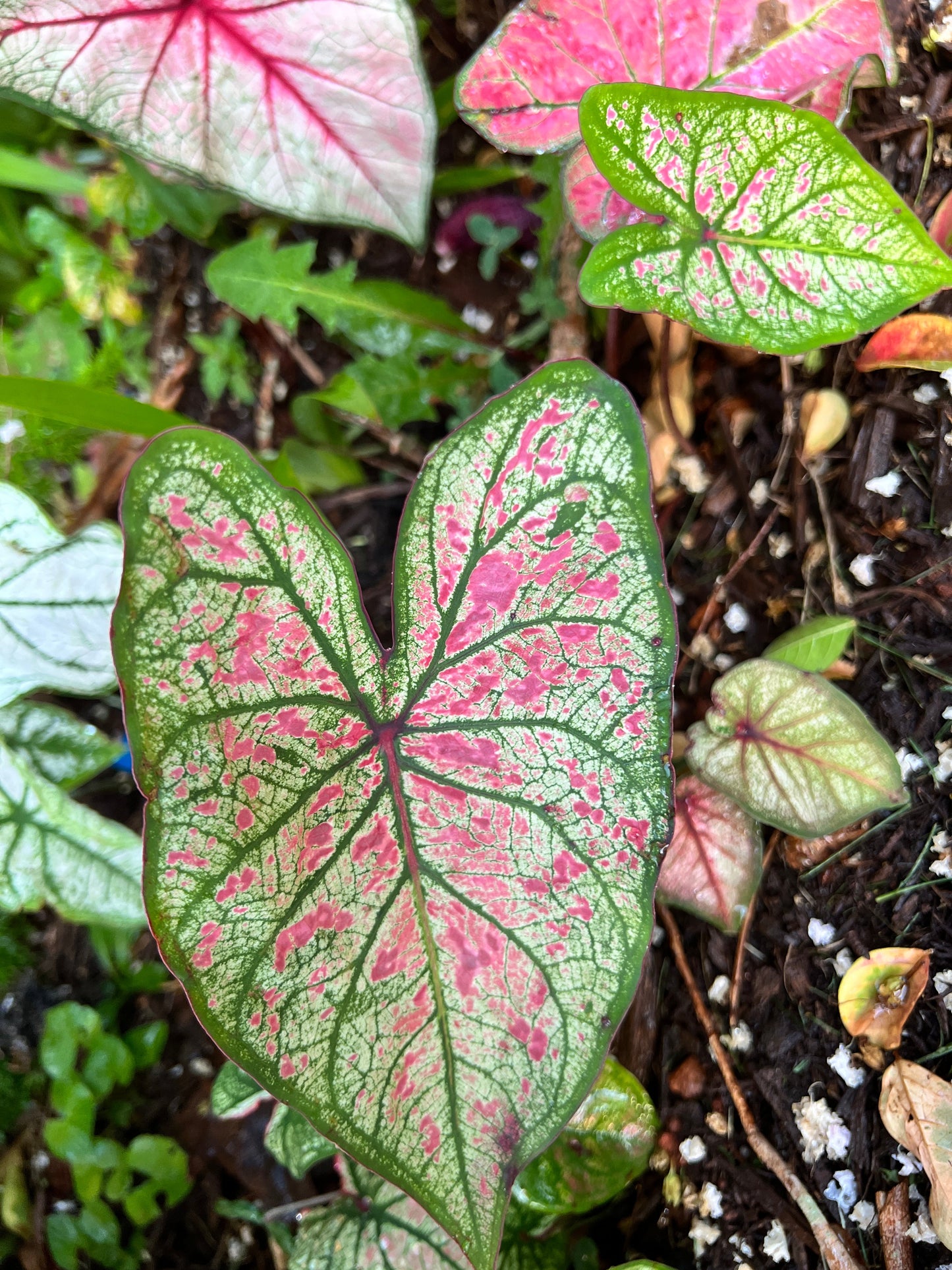 'Pink Illusion' Caladium – Boutique Pink Splashes (2 Bulbs) - Blue Buddha Farm