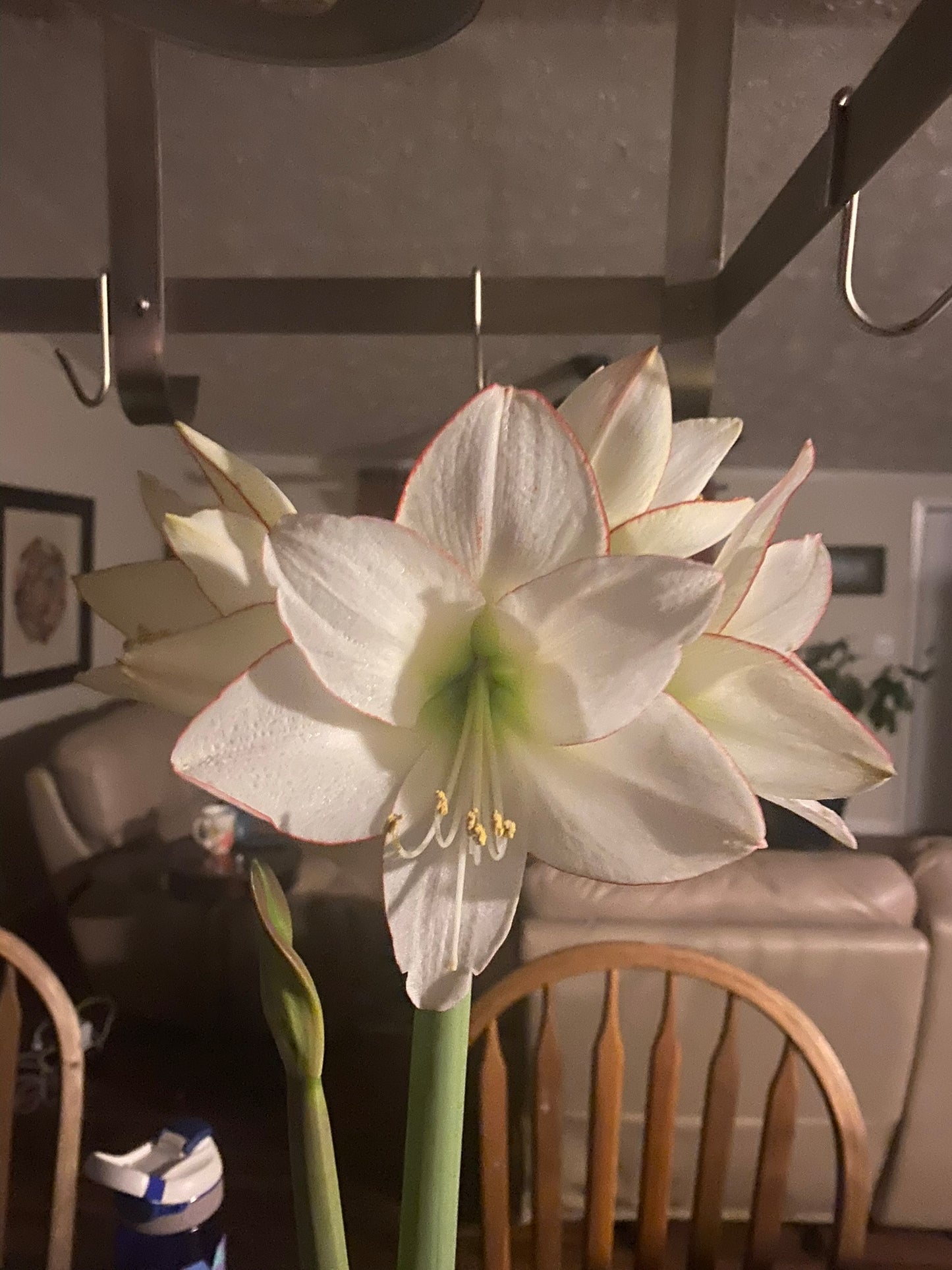 A vibrant picotee amaryllis in an indoor setting, its elegant white petals with red accents drawing the eye.