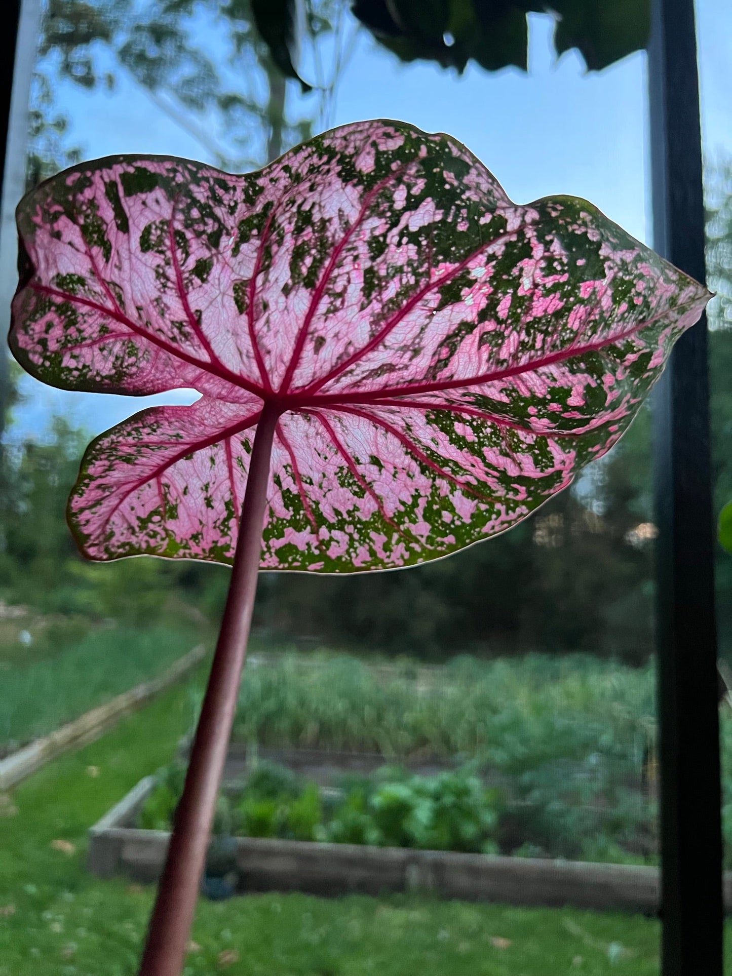 Gypsy Rose' Caladium – Pink Party Splashes (2 Bulbs) - Blue Buddha Farm
