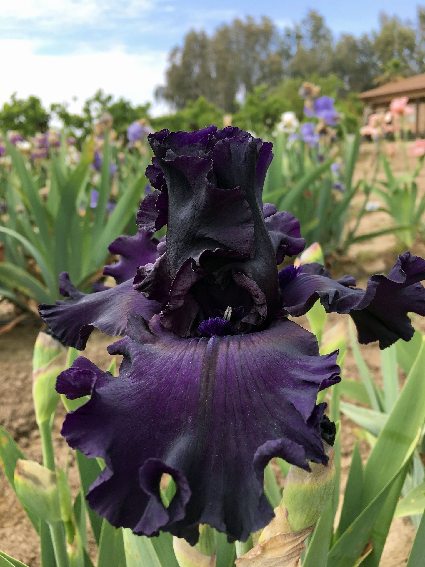 striking All Night Long iris in full bloom, featuring deep, velvety purple petals with nearly black undertones. The ruffled edges and rich color create a dramatic contrast against the green leaves and softly lit garden background