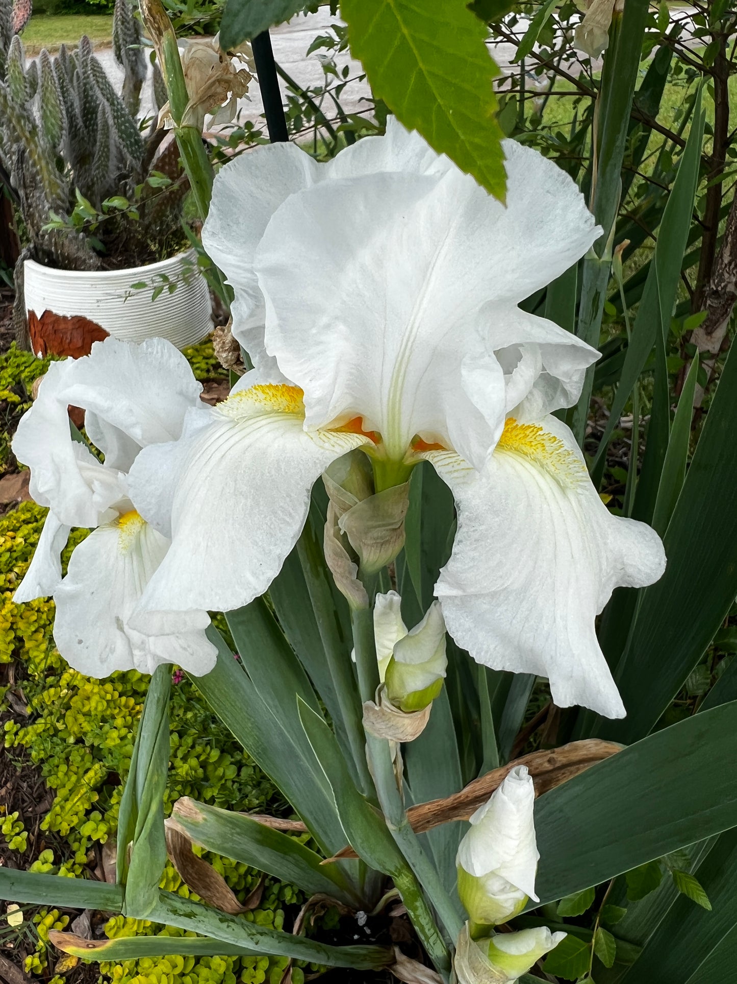 'Immortality' Bearded Iris - Blue Buddha Farm