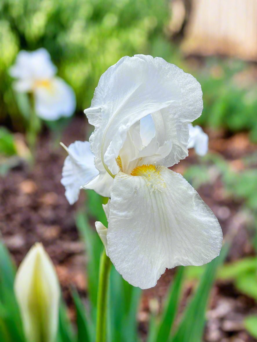 Pristine white bearded iris 'Immortality' from Blue Buddha Farm, growing 29 inches tall with fan-shaped petals and sword-like foliage in a garden setting.