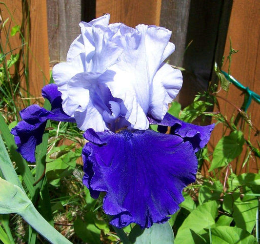 'Over Alaska' Bearded Iris - Blue Buddha Farm
