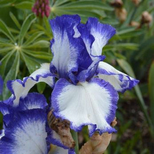 Elegant iris flower with detailed blue-violet plicata edges and yellow-tipped beards