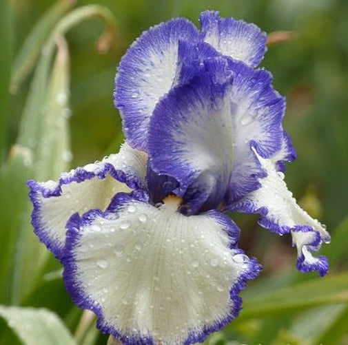 Tall Bearded Iris 'Presby’s Crown Jewel' showing ruffled white and purple blooms