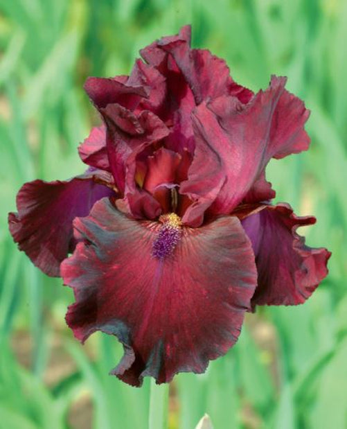Tall Bearded Iris ‘Rio Rojo’ growing in a sunlit perennial garden.