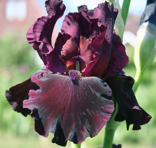 Iris ‘Rio Rojo’ flower cluster with upright foliage in background.