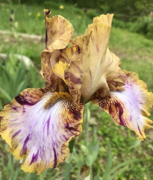 'Toucan Tango' Bearded Iris - Blue Buddha Farm