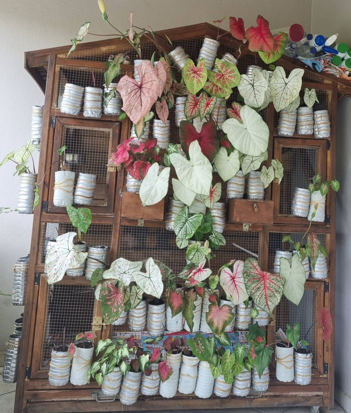 HAPPY 2024 Caladium Mix (Mixed Variety 20 Bulbs) - Blue Buddha Farm