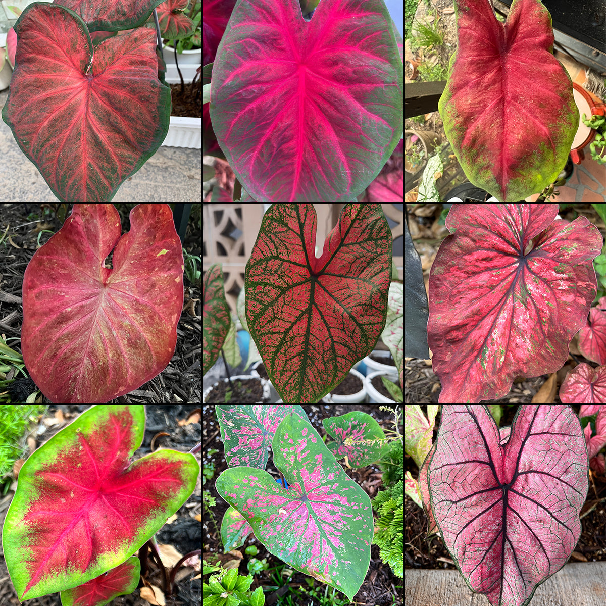 Caladium Red Mix (All Red Varieties) - Blue Buddha Farm