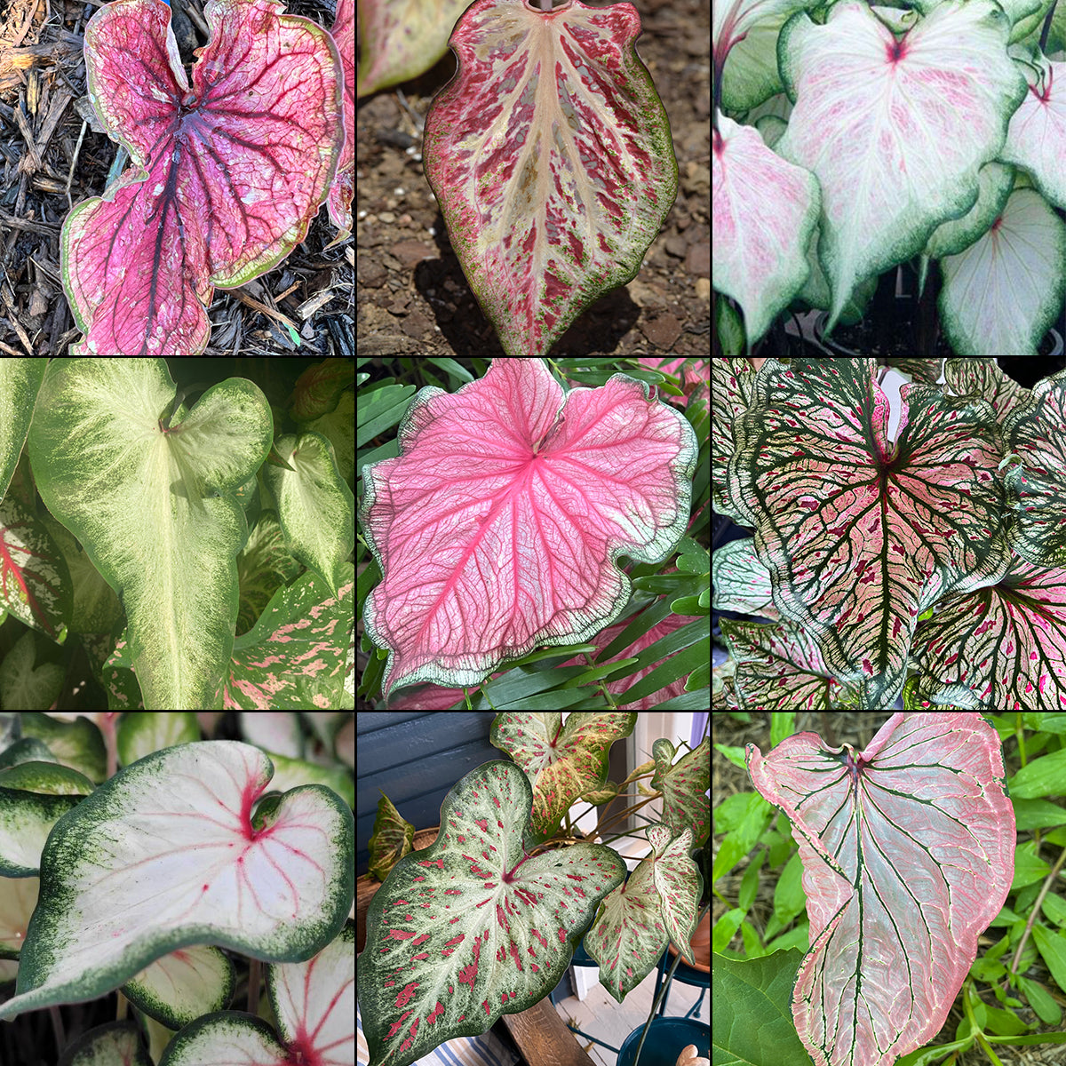 Caladium Mix Strap (Strap Leaf Varieties) - Blue Buddha Farm