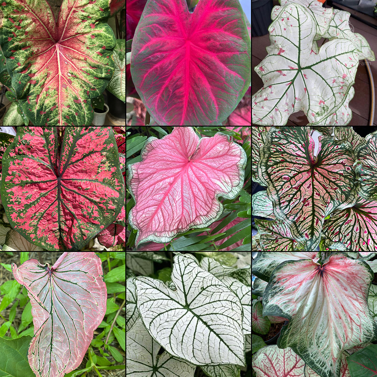 Close-up of mixed caladium plants with bold red, pink, and green leaves adding drama to shady spaces.