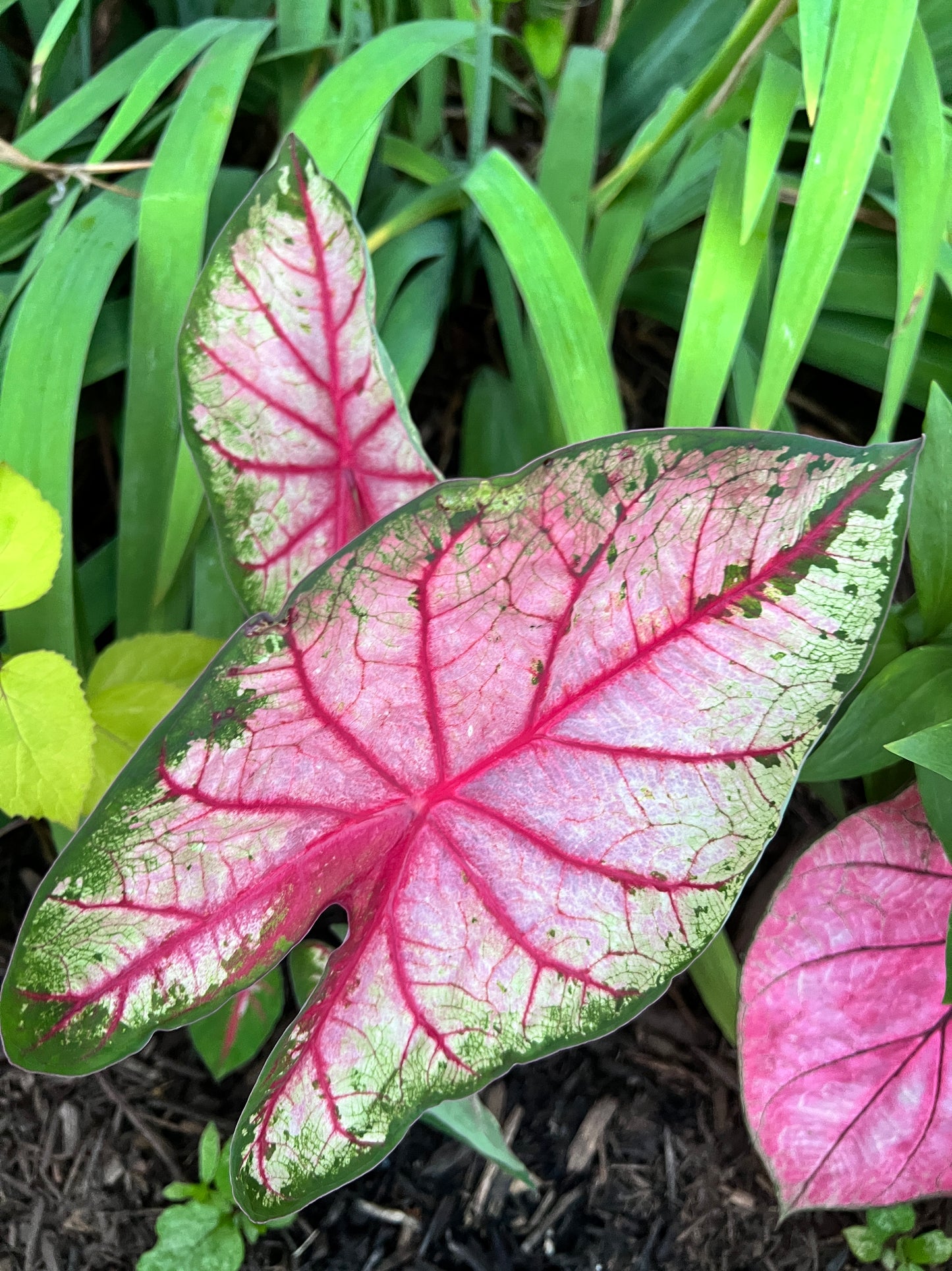 Add playful elegance to your garden with Apple Blossom Caladium, showcasing slightly rippled pink leaves accented by green borders and lively red veins.