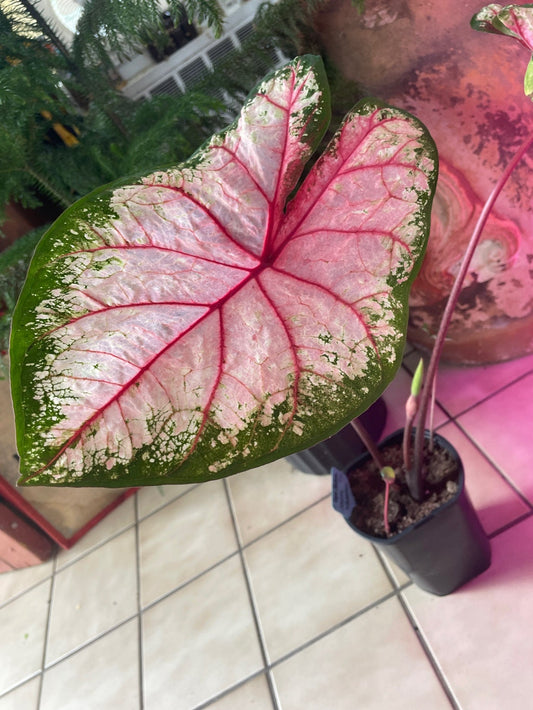 Apple Blossom Caladium with soft pink leaves framed by green borders and traced with red veins, a whimsical addition to any garden from Blue Buddha Farm.