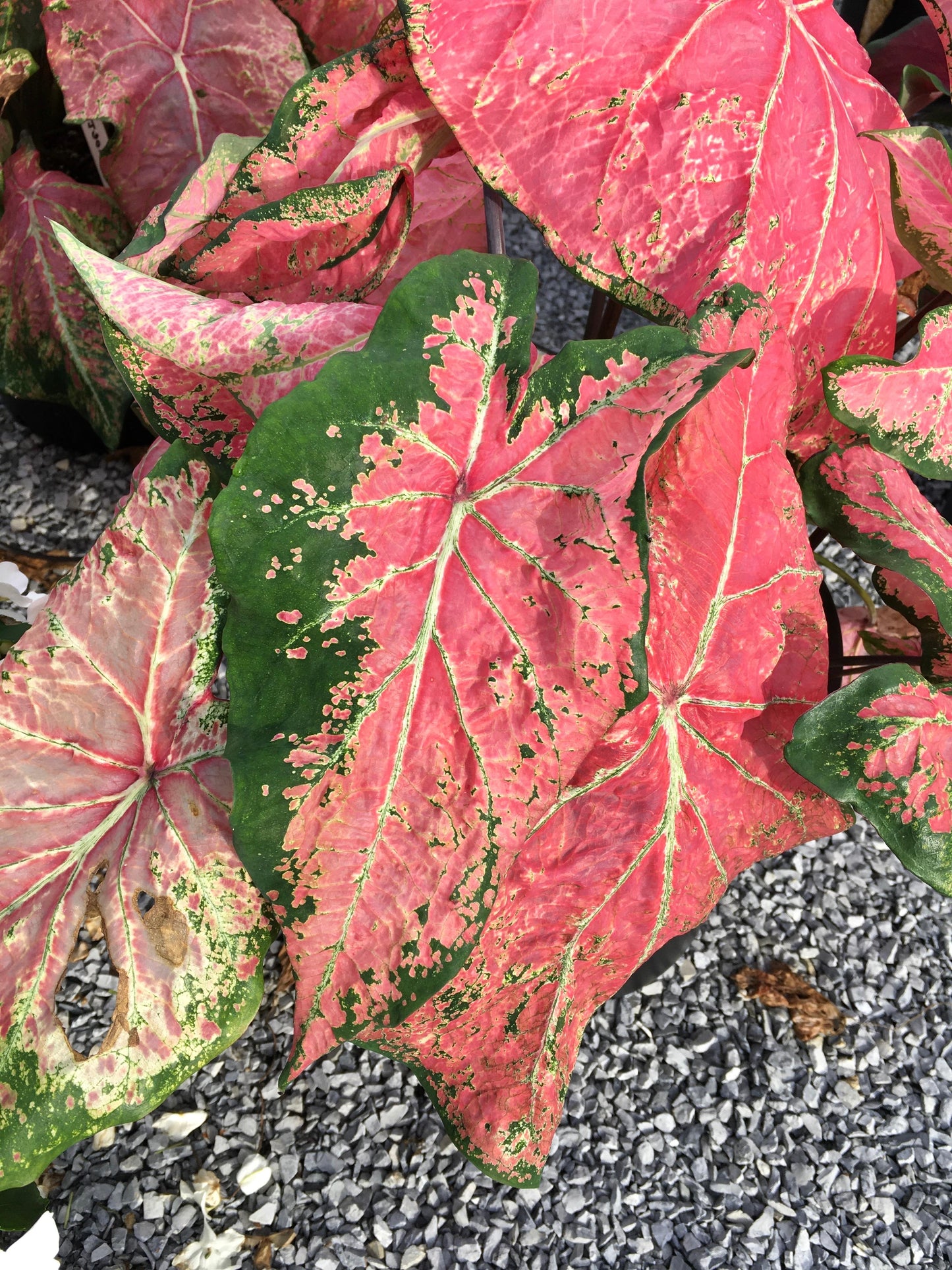 'Ballet Slippers' Caladium – Graceful Pink Elegance (2 Bulbs) - Blue Buddha Farm