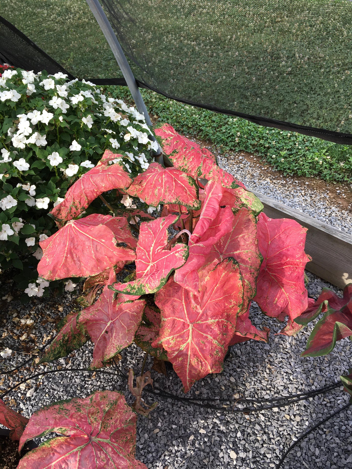 'Ballet Slippers' Caladium – Graceful Pink Elegance (2 Bulbs) - Blue Buddha Farm