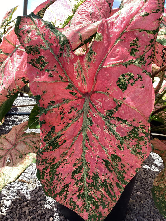 'Ballet Slippers' Caladium – Graceful Pink Elegance (2 Bulbs) - Blue Buddha Farm
