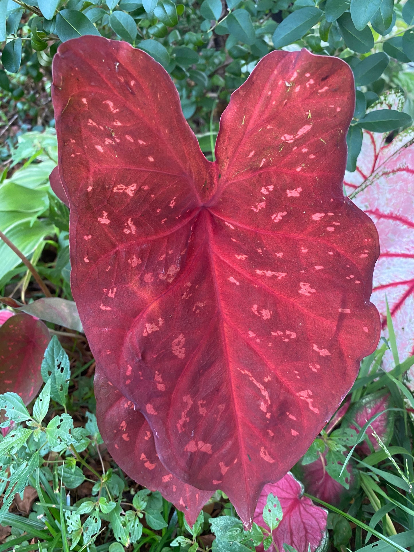 'Burning Heart' Caladium – Fiery Foliage Spectacle (2 Bulbs) - Blue Buddha Farm