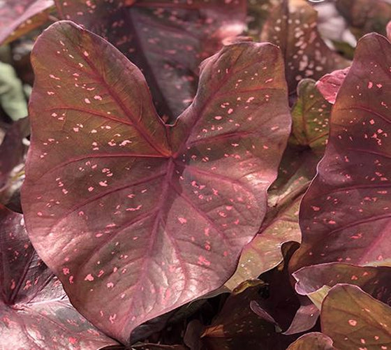 'Burning Heart' Caladium – Fiery Foliage Spectacle (2 Bulbs) - Blue Buddha Farm