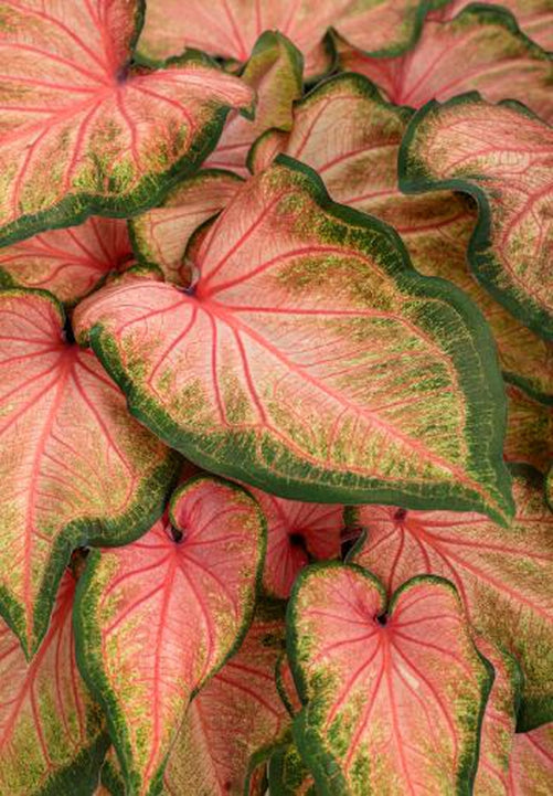 Close-up of Chinook Caladium veins – Darker salmon pink veins extending outward for a painted effect.