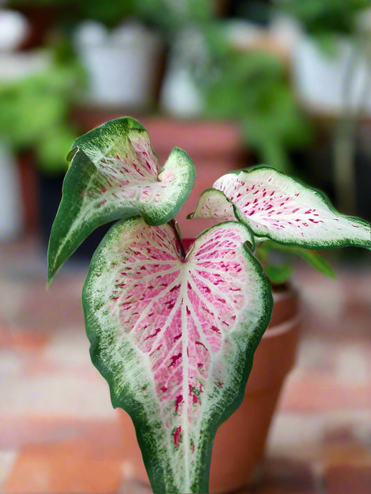 'Daydreamer' Caladium – Enchanting Pink Symphony (2 Bulbs) - Blue Buddha Farm