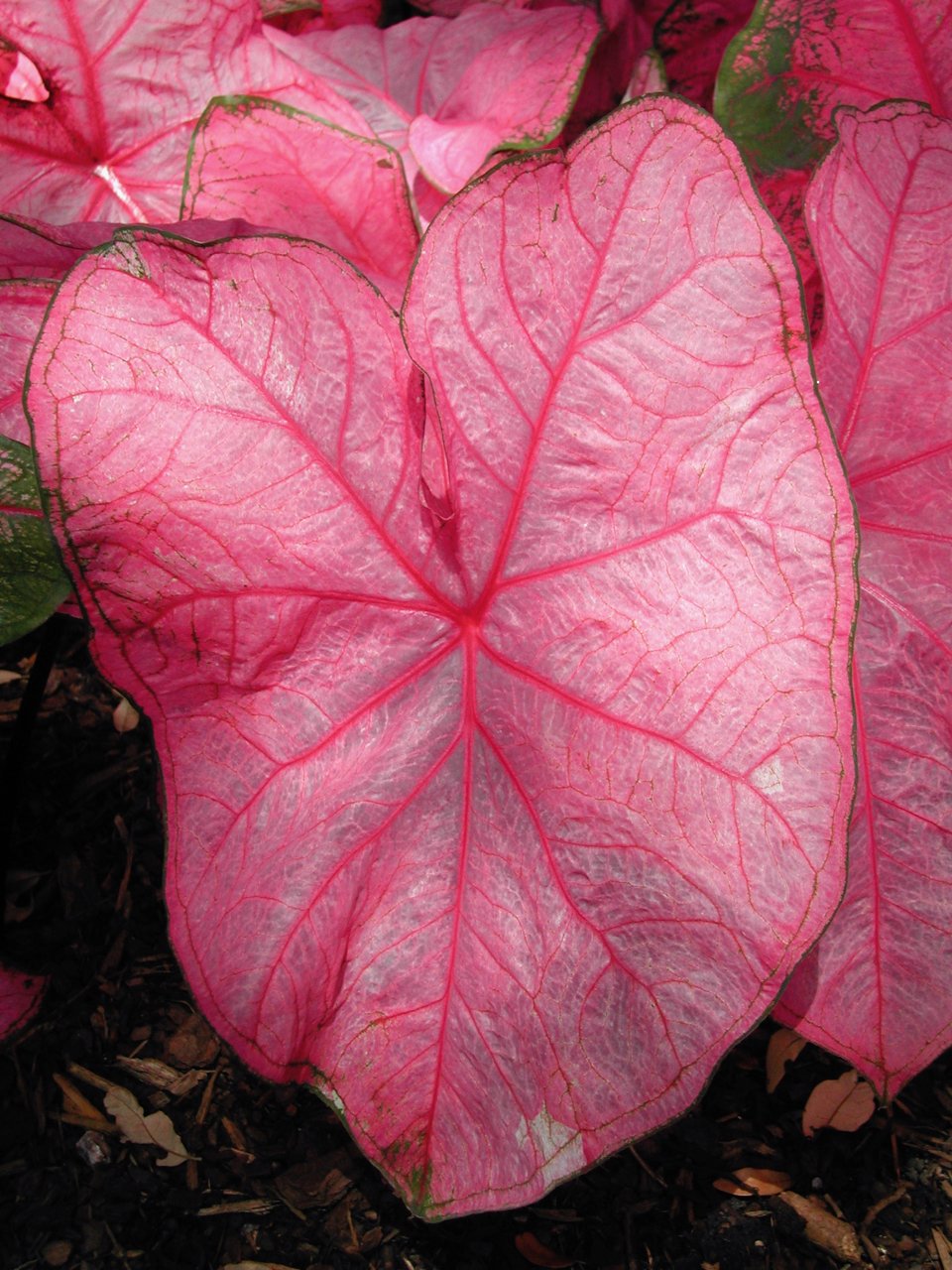'Fannie Munson' Caladium – Lush Purplish Pink & Green Elegance(2 Bulbs) - Blue Buddha Farm