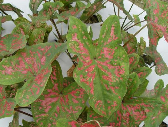 'Florida Roselight' Caladium – Unique Pink Splotched Elegance (2 Bulbs) - Blue Buddha Farm