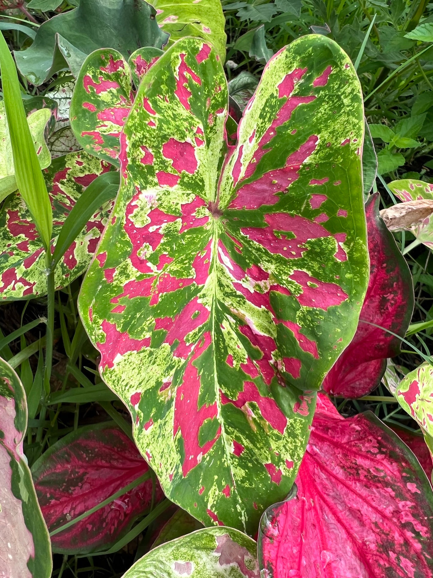 'Freckles' Caladium – Playful Raspberry Splashes (2 Bulbs) - Blue Buddha Farm