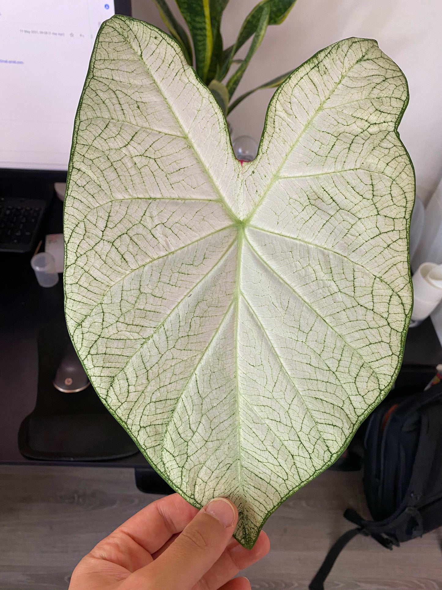 'June Bride' Caladium – Tranquil White Elegance (2 Bulbs) - Blue Buddha Farm