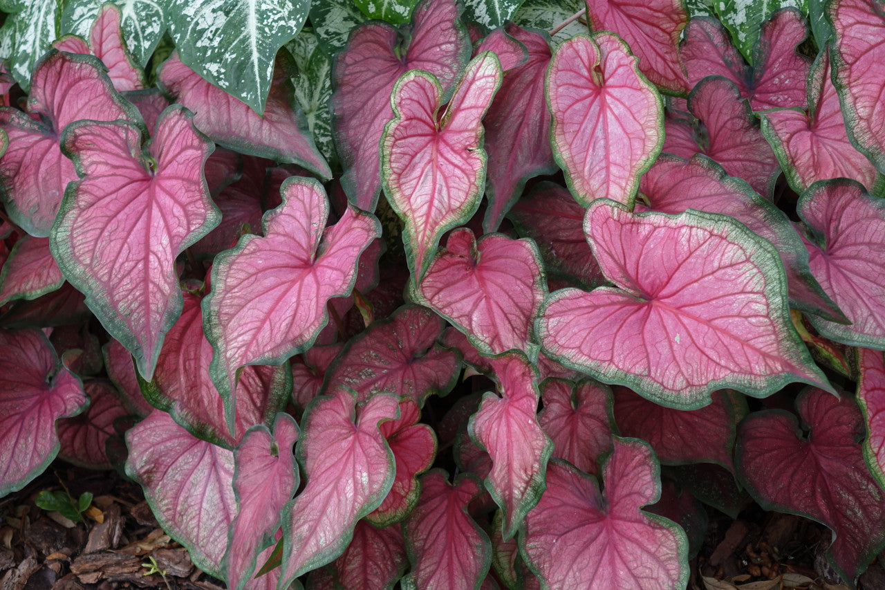Puppy Love Caladium (2 Bulbs) - Blue Buddha Farm
