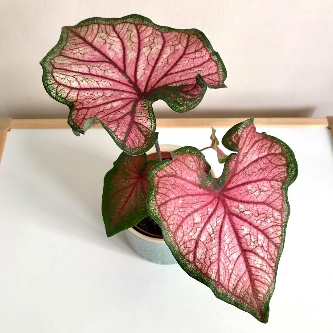 Puppy Love Caladium (2 Bulbs) - Blue Buddha Farm
