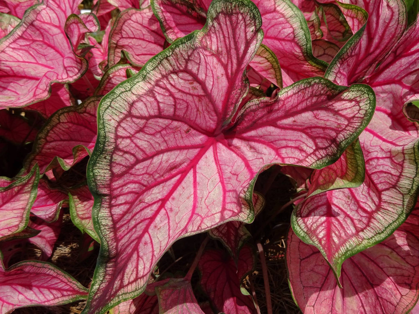 Puppy Love Caladium (2 Bulbs) - Blue Buddha Farm