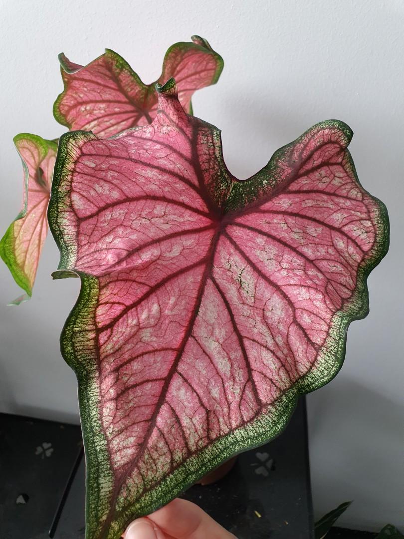 Puppy Love Caladium (2 Bulbs) - Blue Buddha Farm