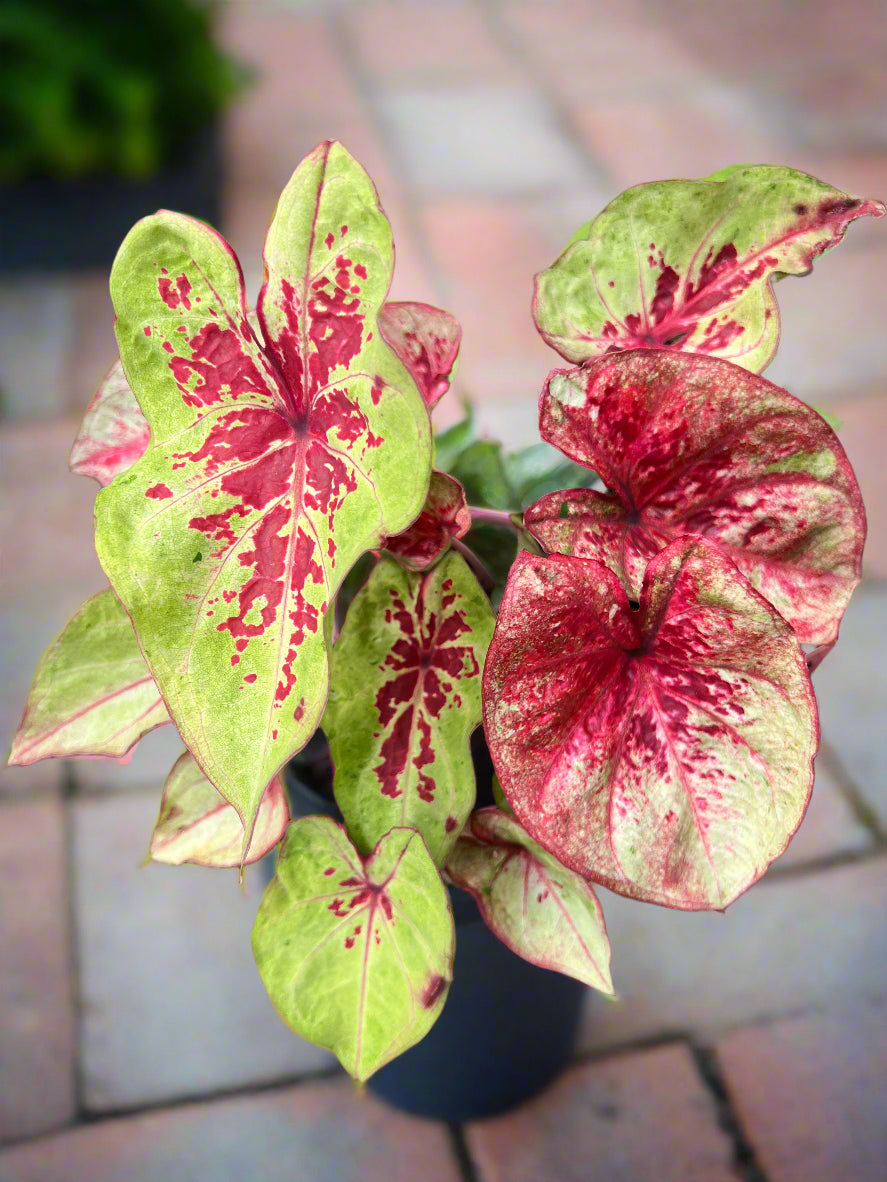 'Raspberry Moon' Caladium – Raspberry Splashes and Verdant Greens (2 Bulbs) - Blue Buddha Farm