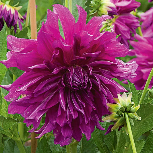 Purple Taihejo Dinnerplate Dahlia - Blue Buddha Farm