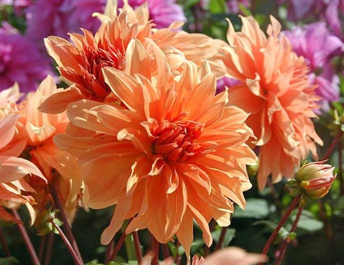 “Cluster of Babylon Bronze Dahlias in full bloom, showing rich bronze and rose-gold petals among lush green foliage — Blue Buddha Farm.”